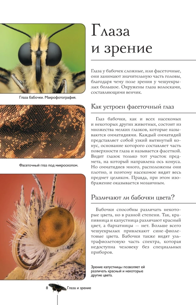 Butterflies. An Illustrated Guide